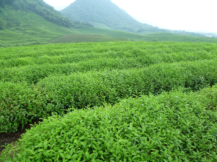茶叶种植基地 2