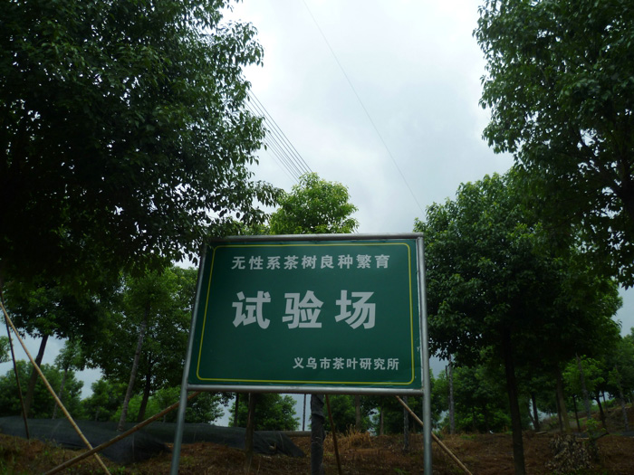 茶叶种植基地 3
