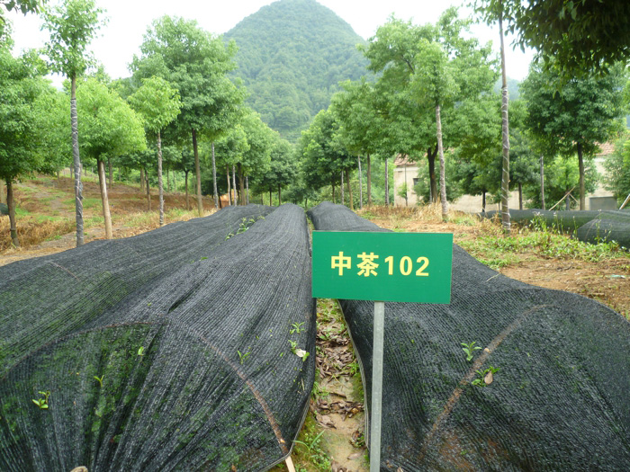 茶叶种植基地 4