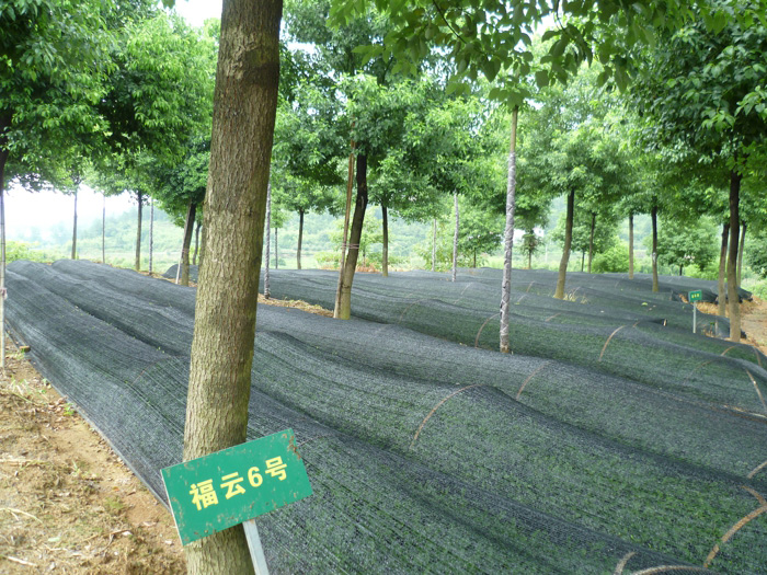 茶叶种植基地 5