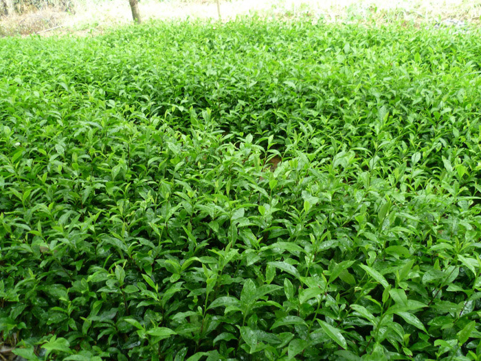 茶叶种植基地 6