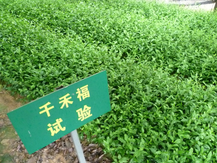 茶叶种植基地 7