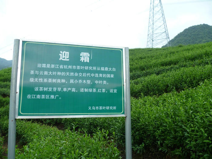 茶叶种植基地 8