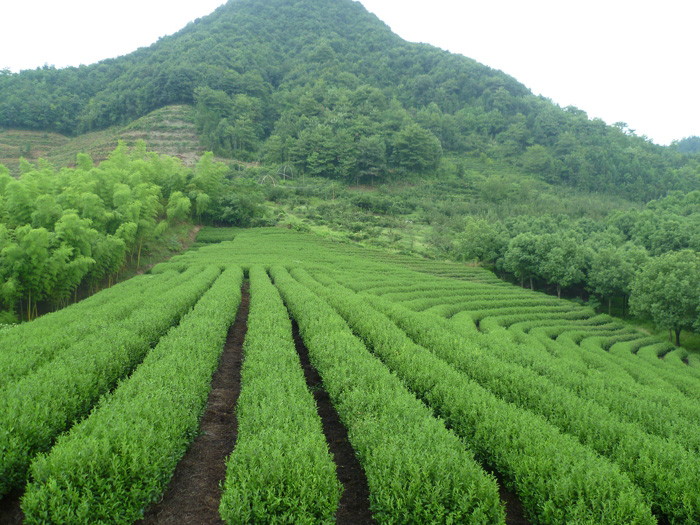 茶叶种植基地 10